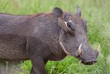 Red-billed Oxpecker